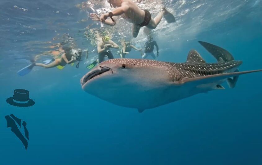 Beeindruckende Unterwasserwelt der Seychellen