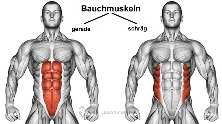 Infografik - Sixpack-Bauchmuskulatur