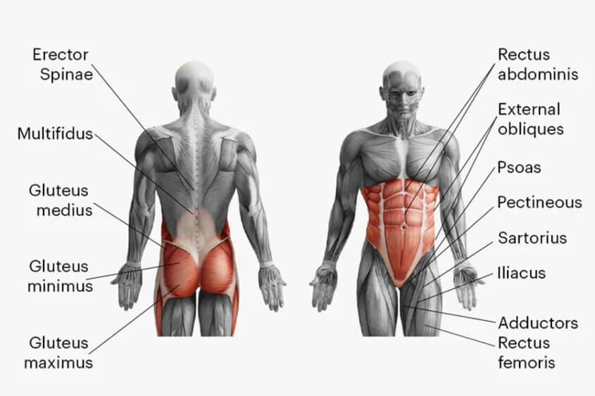 Core Workout - Beanspruchte Muskelgruppen