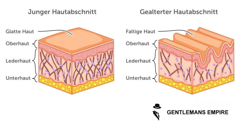 Unterschiede zwischen junger und alter Haut